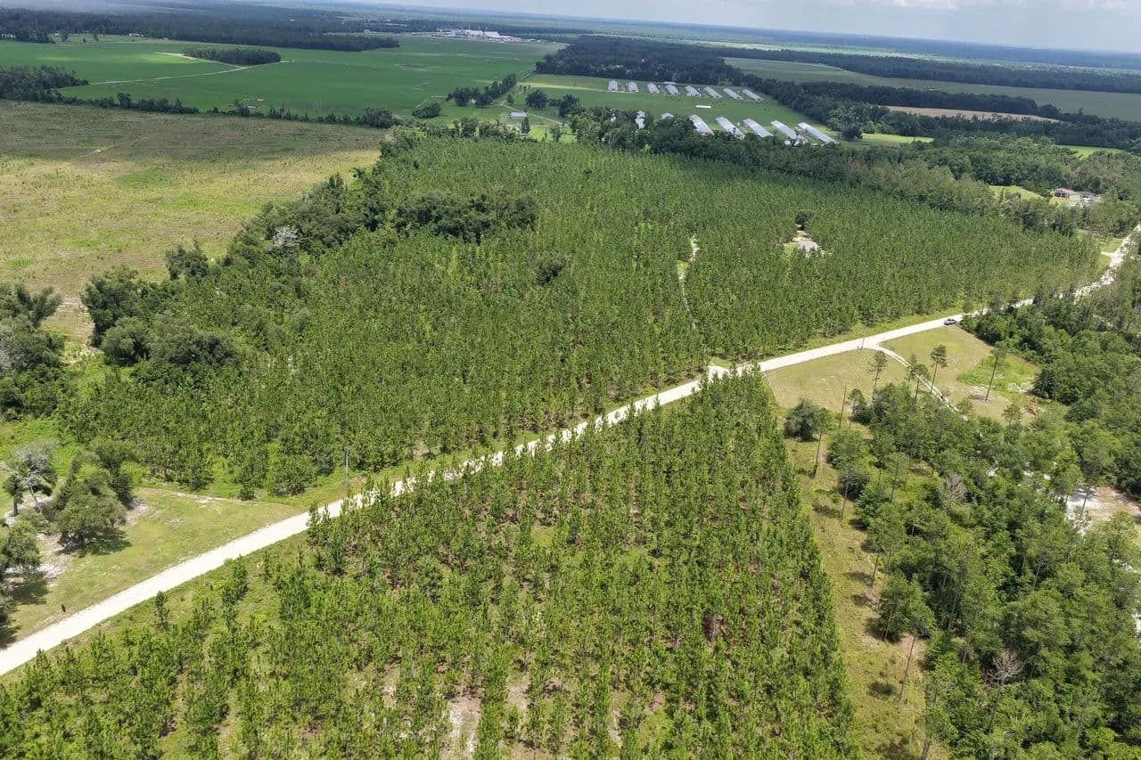 Longleaf Pine straw Farm - Lee, FL - Lee, Florida, 32059