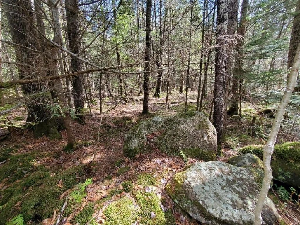 Land -Single Family Acreage in Lagrange - Lagrange, Maine, 04453