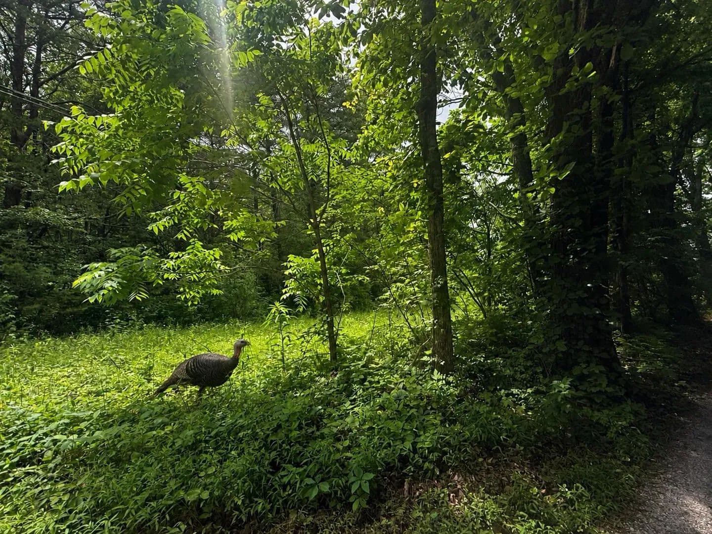 Property from 000 Vander Ferguson Road - KW - Graysville, Tennessee, 37338