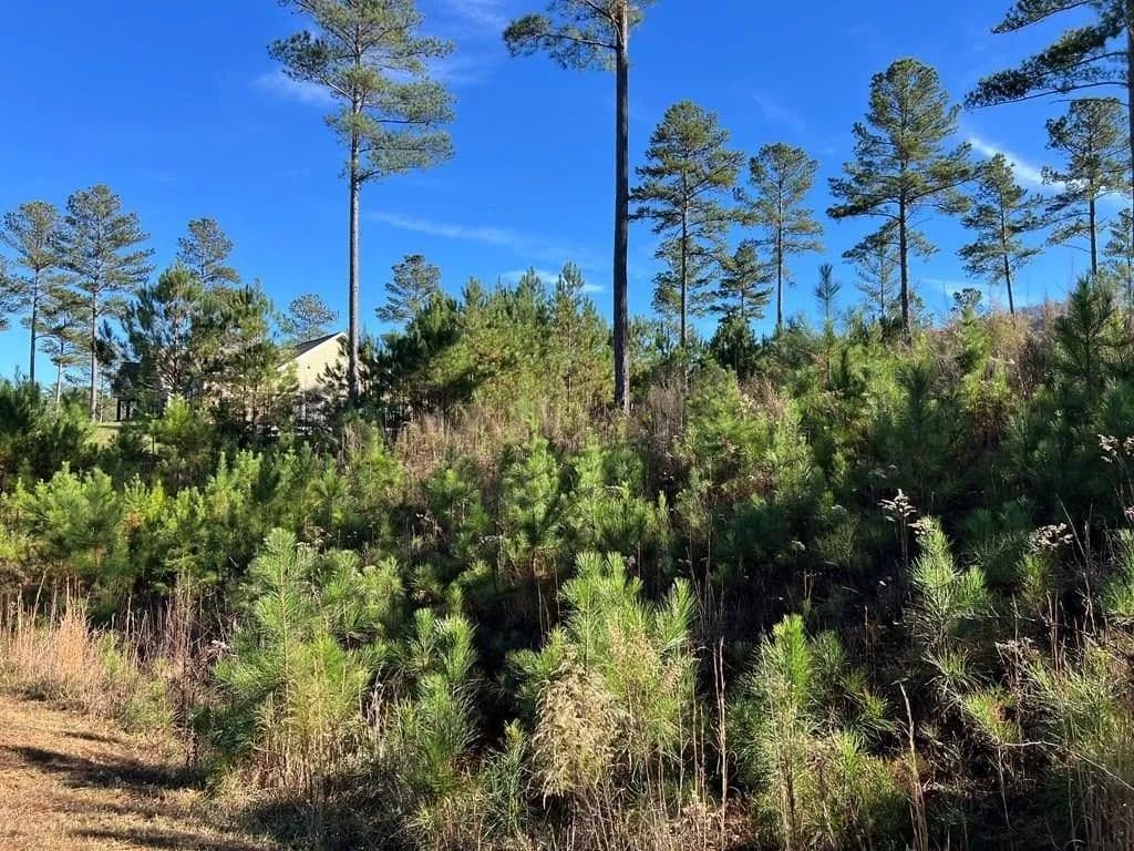 Lots & Land-Other in Blairsville - Blairsville, Georgia, 30512