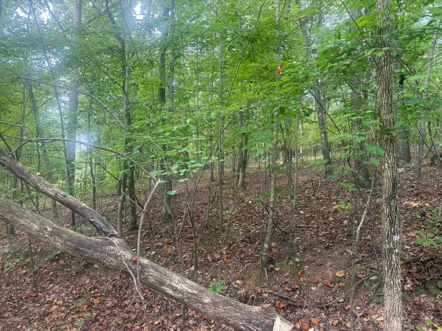 5.1 +/- acres on CR 52 - Goodwater, Alabama, 35072