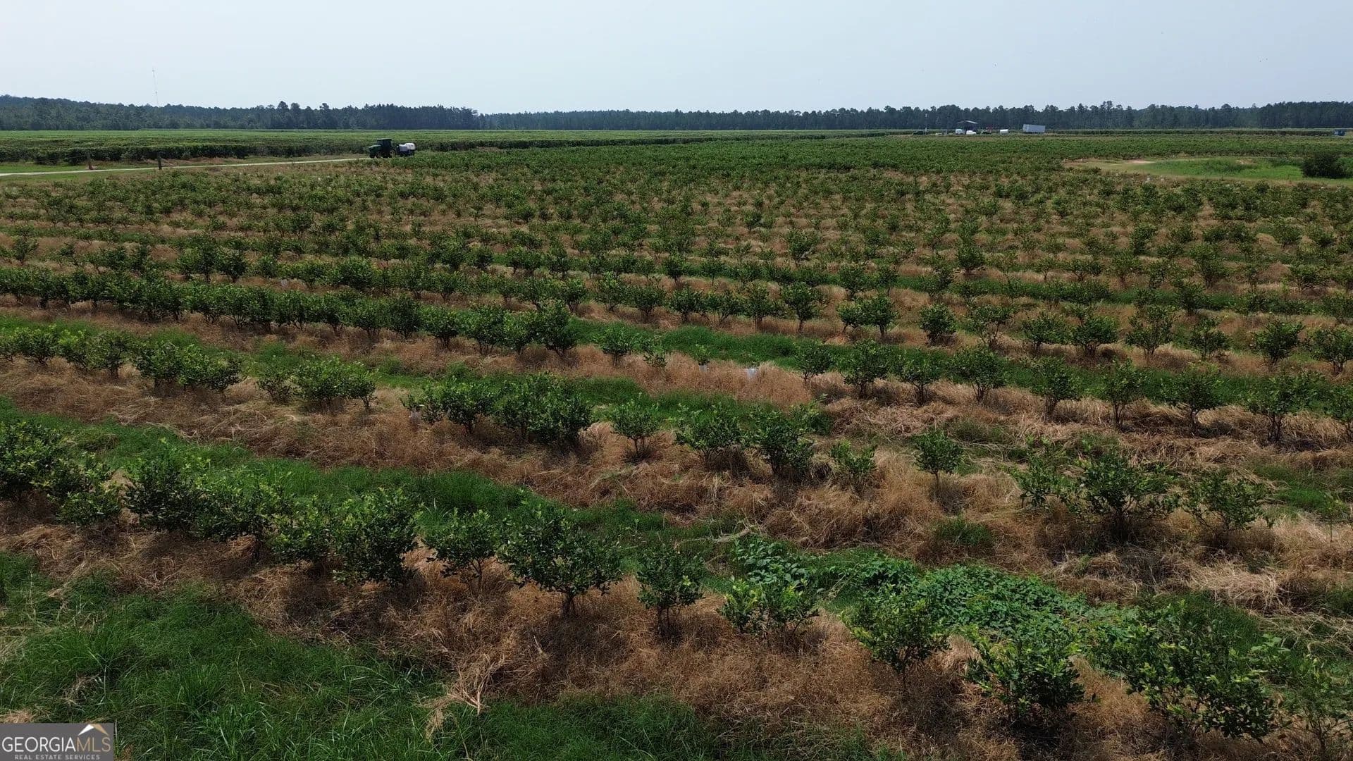 175 Acres of Land for Sale in Baxley, GA - Baxley, Georgia, 31513