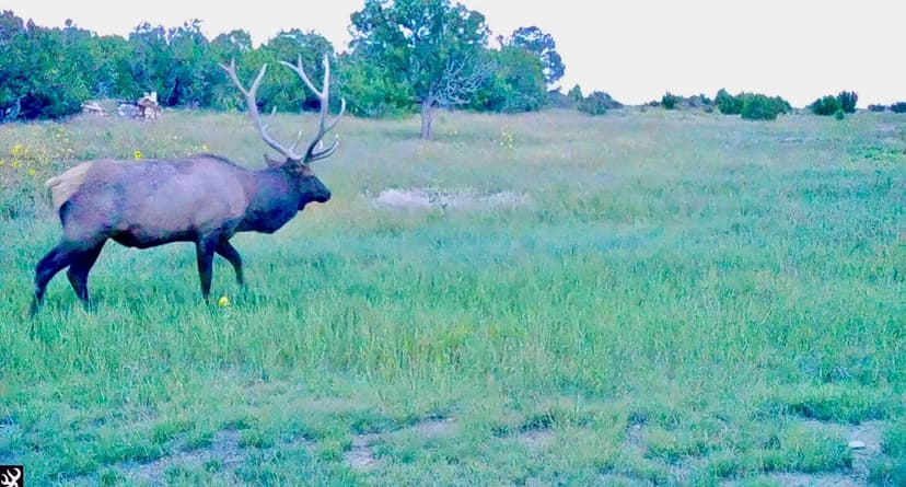 Catron County’s Cat Hill Trophy Elk and Cattle Ranch