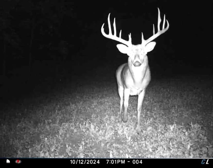 45.5± Acres of Prime Deer Habitat and CRP Income – Edgard County