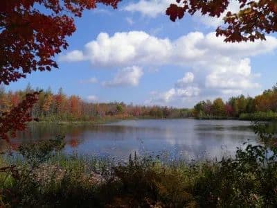 The Churubusco Pat's Pond Forest