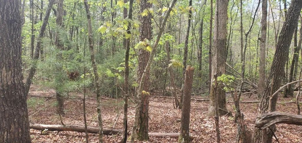 Lots & Land-Other in Ellijay - Ellijay, Georgia, 30536