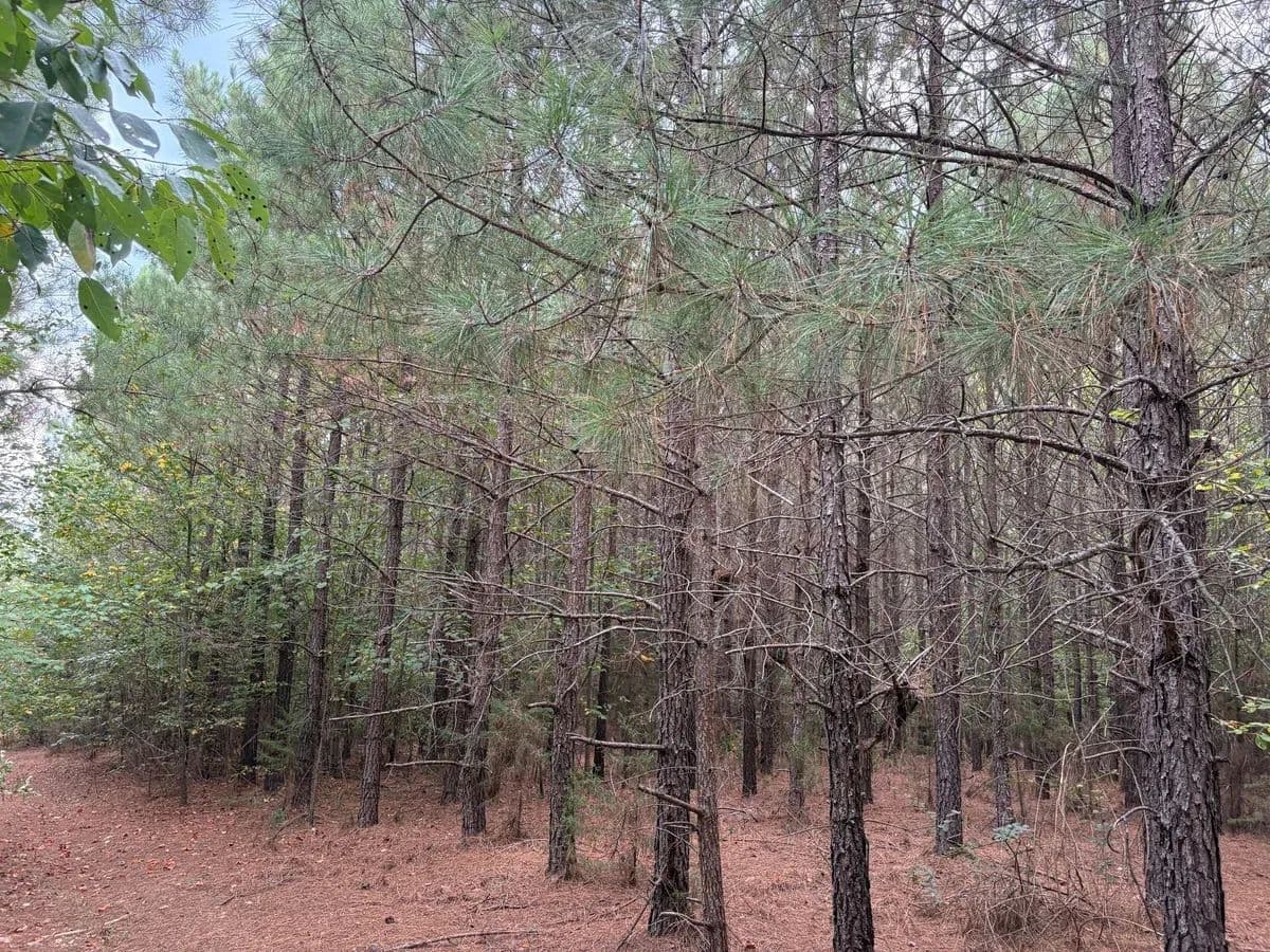 Lacks Tract - Drakes Branch, Virginia, 23937