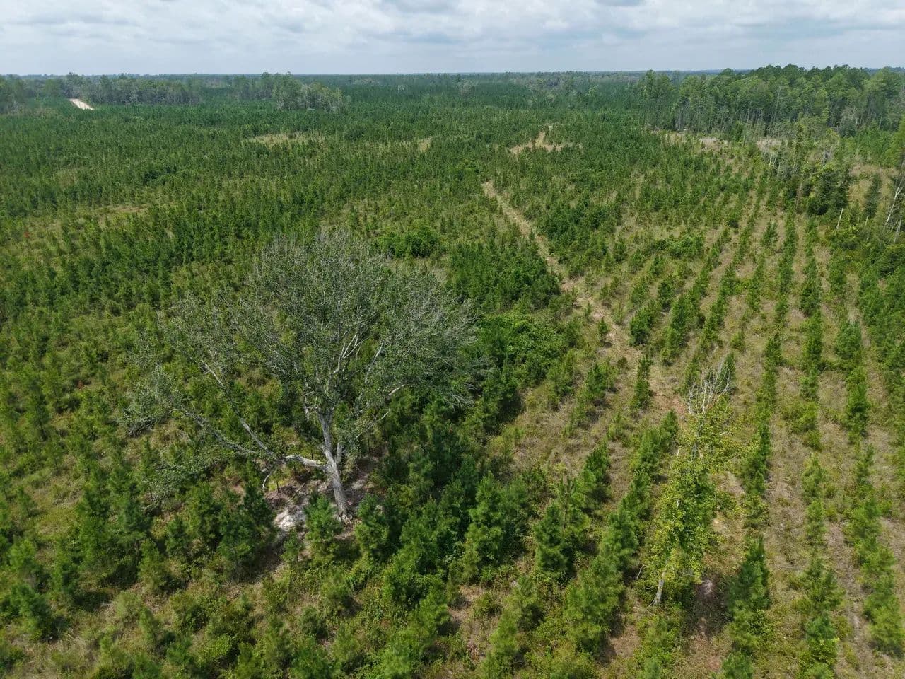 25.10 +/- Ac Land for Sale in Camden County, GA - White Oak, Georgia, 31568
