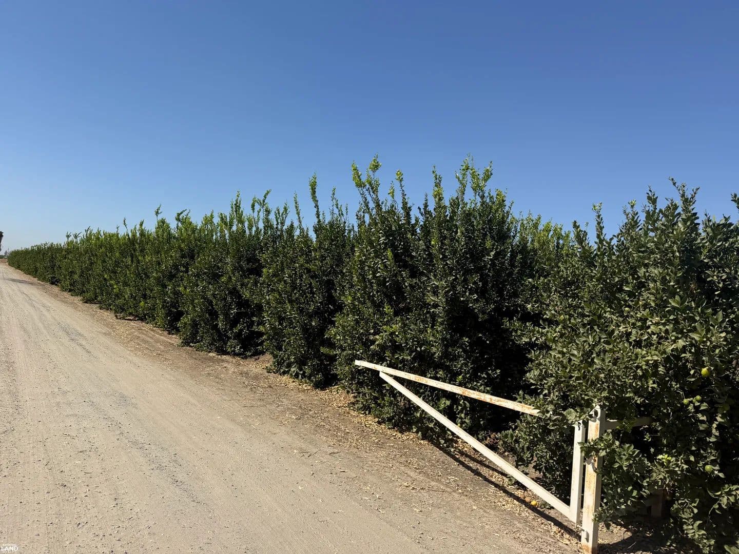 Cheetah Ranch - Dinuba, California, 93618