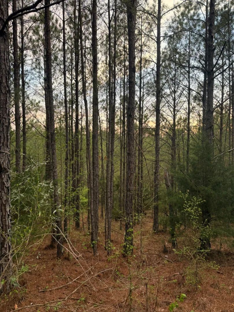 4.8 Acres in Kemper County, MS  - Preston, Mississippi, 39354