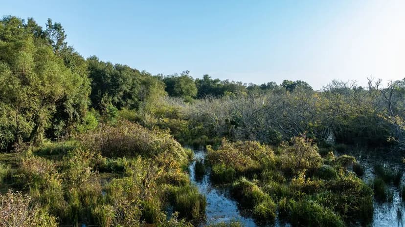 265-Acre Premier East Texas Hunting Property & Recreational Investment