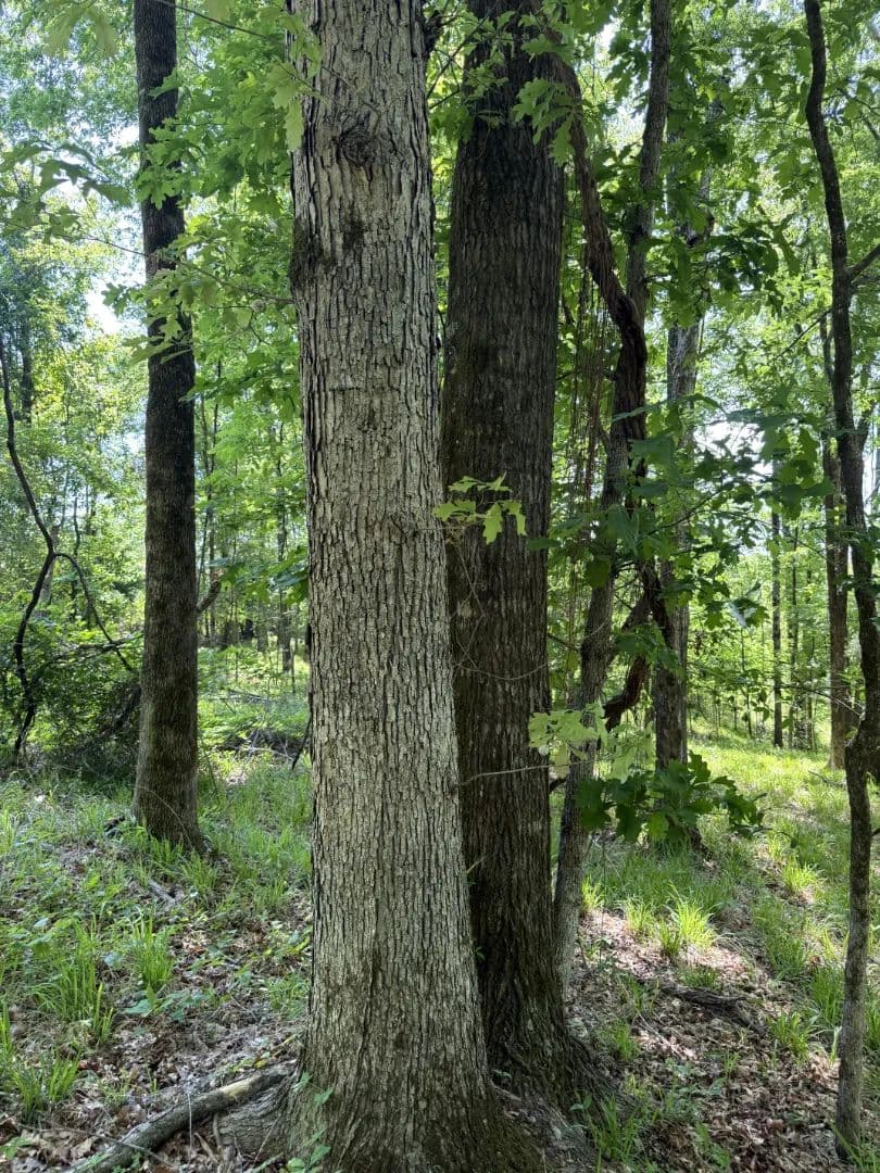 18.5 Acres in Carroll County, MS  - Mccarley, Mississippi, 38943