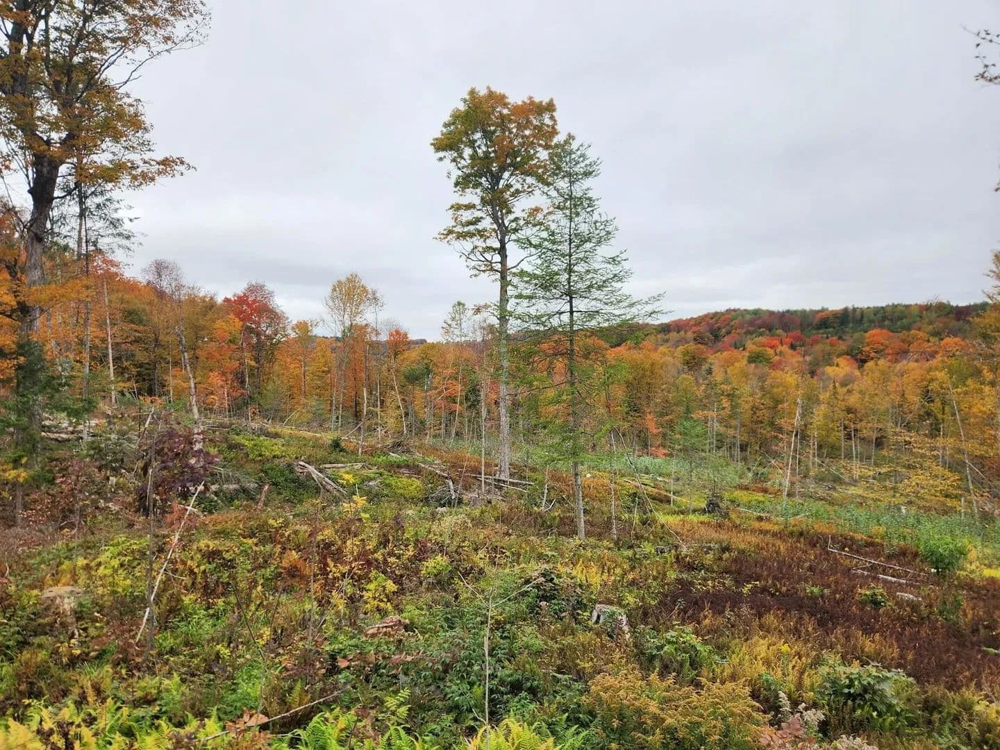 Lots & Land-Other in Morgan - Morgan, Vermont, 05853