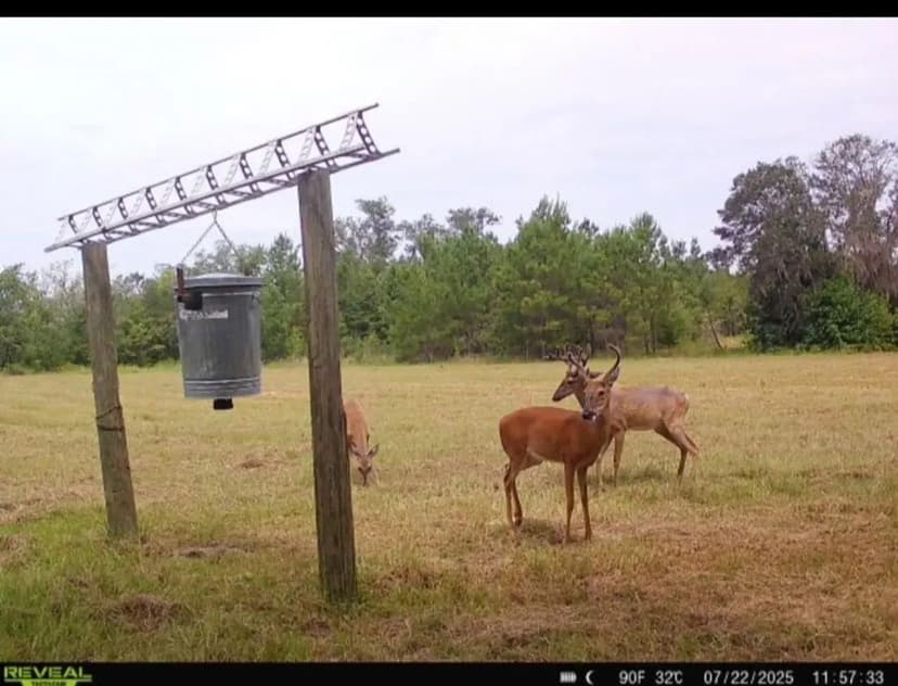 Hunter’s Paradise — 30 Acres of Prime North Florida Land in Madison, FL