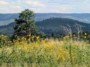 Land -Single Family Acreage in Ruidoso - Ruidoso, New Mexico, 88345