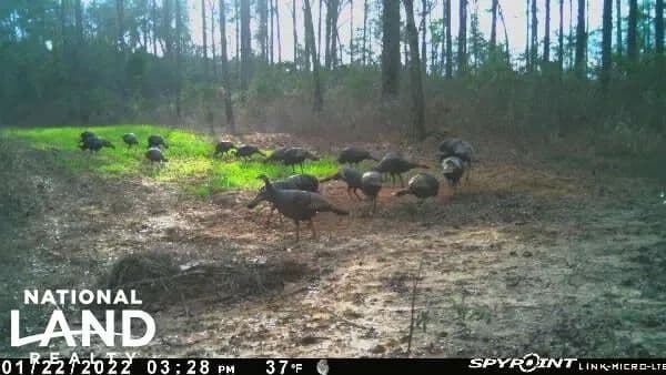Home and Hunting Tract 2 - Headland, Alabama, 36345
