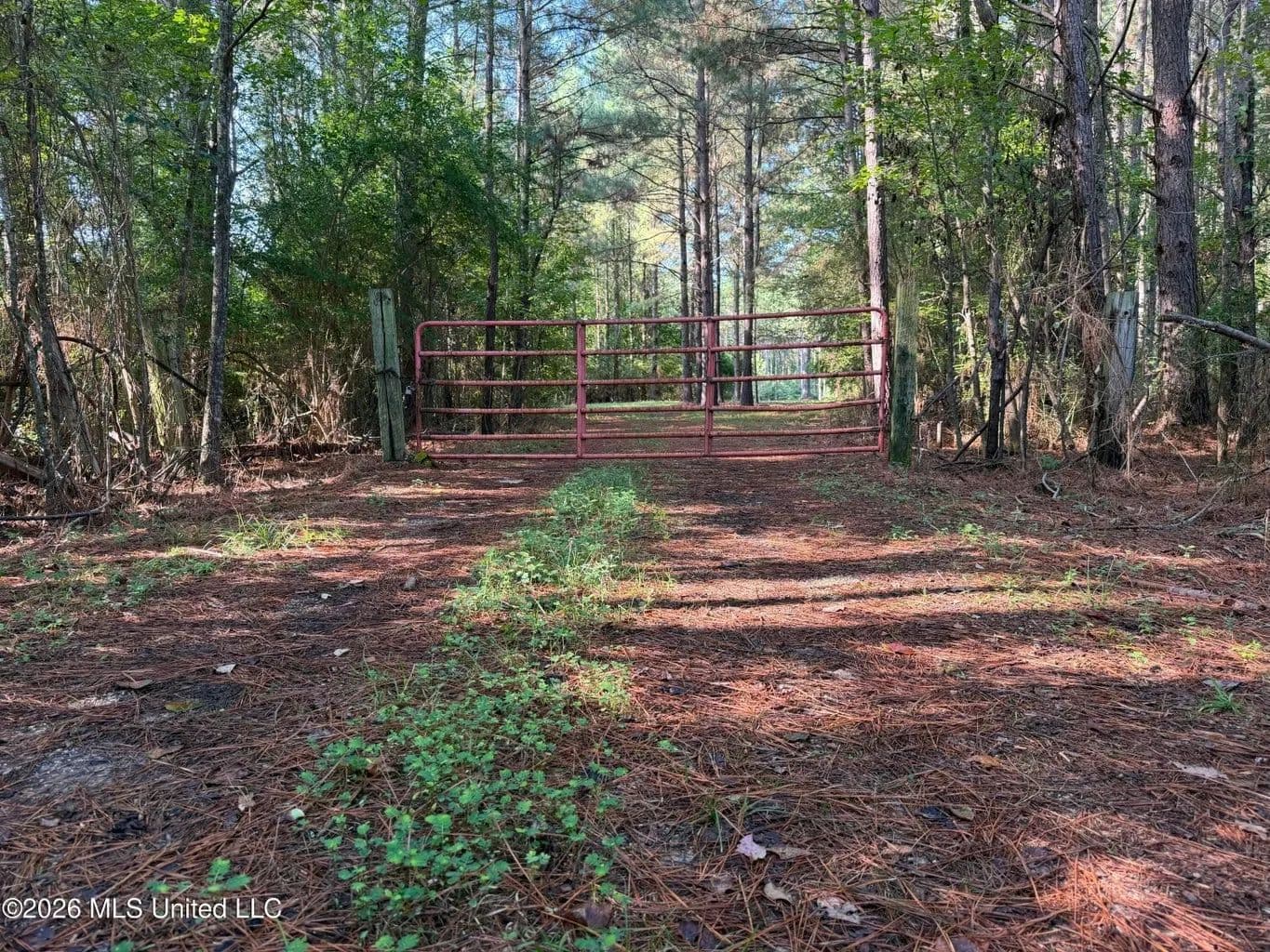 52 Acres Hunting & Timberland in Raleigh, MS - Raleigh, Mississippi, 39153