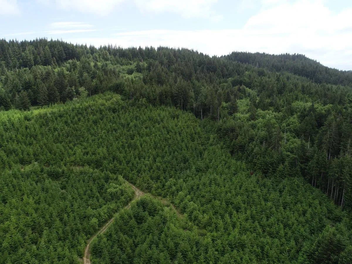 Bear Creek - Bandon, Oregon, 97411