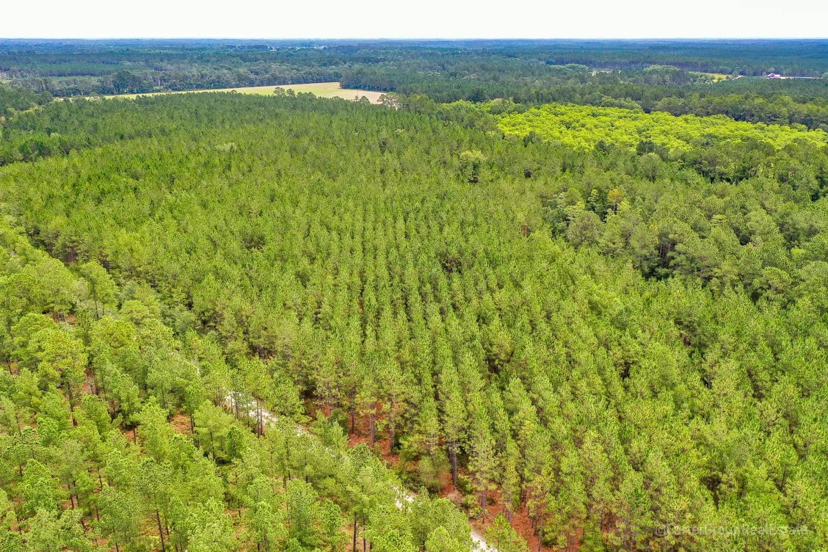 Timberland Investment Tract Ware County, GA - Waycross, Georgia, 31503