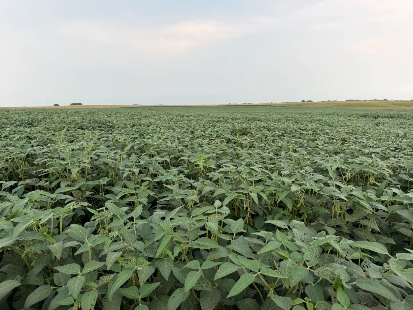 Laschanzky Pivot - Utica, Nebraska