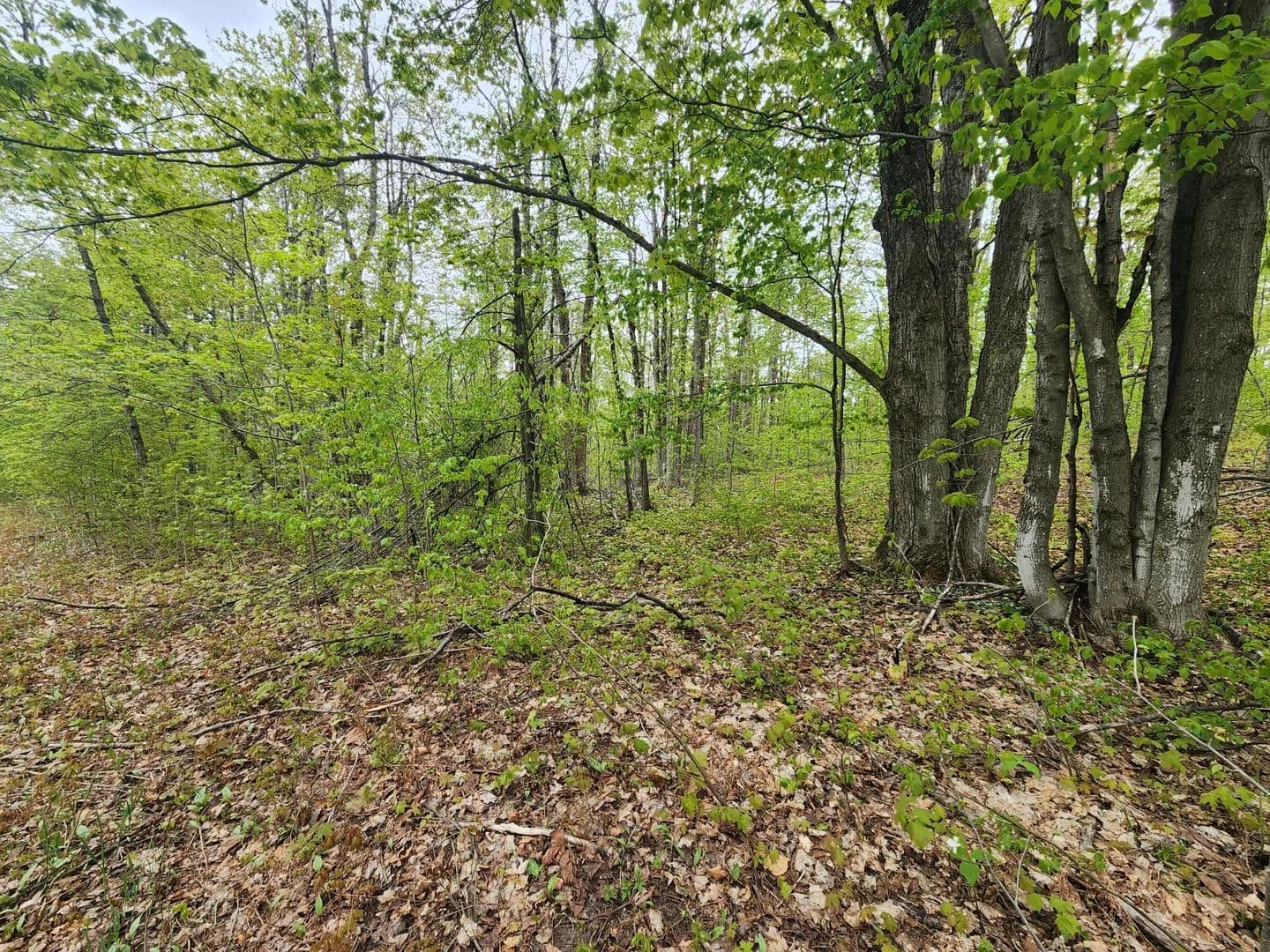 Vacant Land in Alba - land for sale