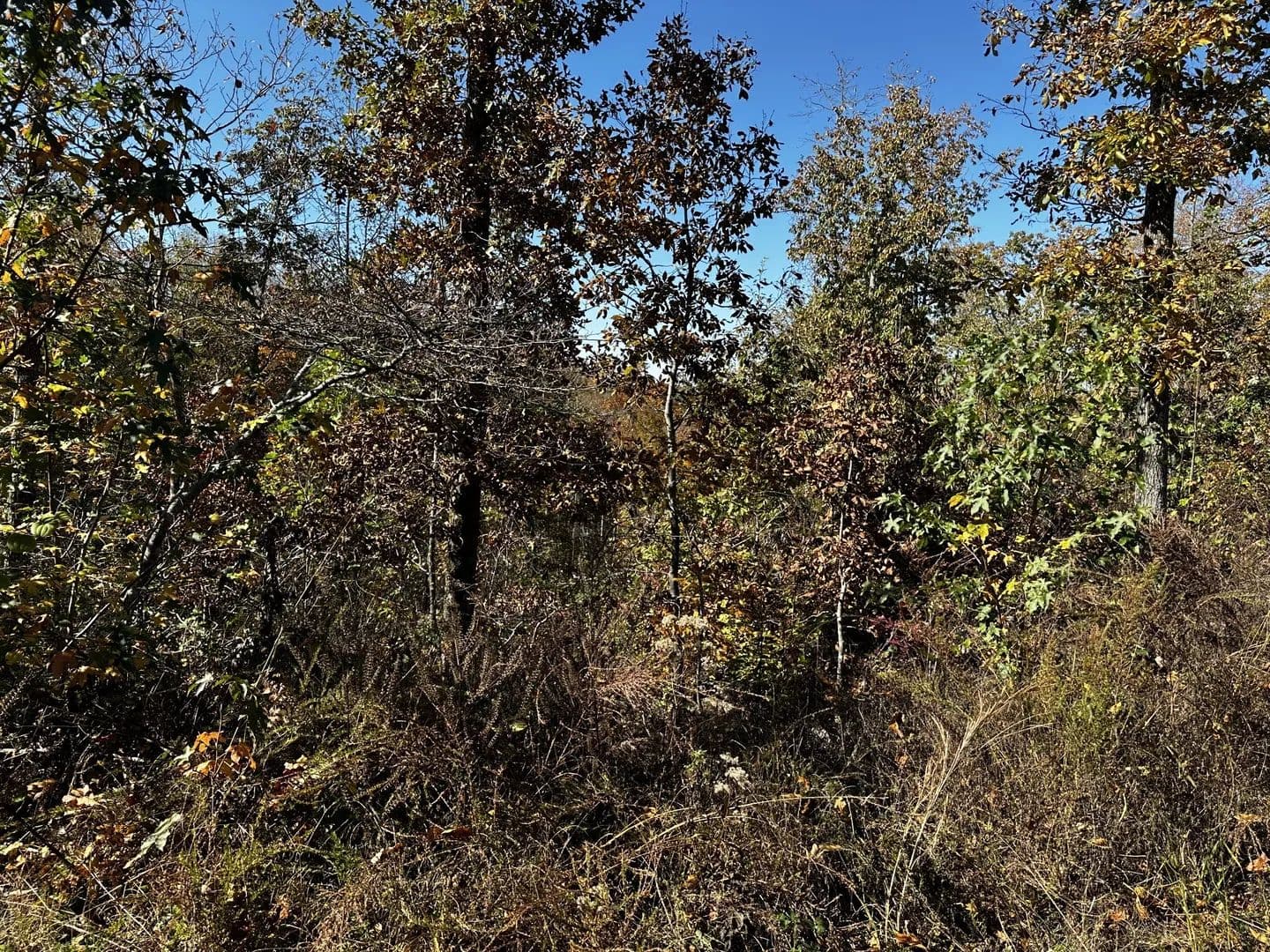 Vacant Land in Stewart - Stewart, Tennessee, 37175