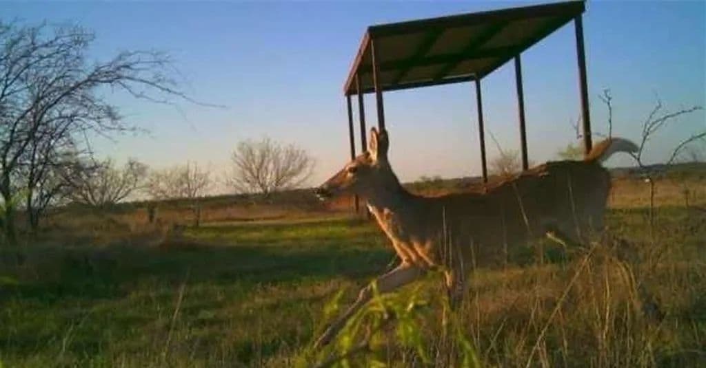 Vacant Land in Dublin - Dublin, Texas, 76446