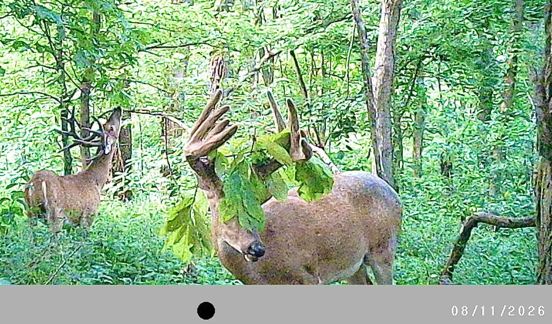 225±-Acre Farm w/Great Hunting & Surrounded by National Forest – Union County - Jonesboro, Illinois, 62952