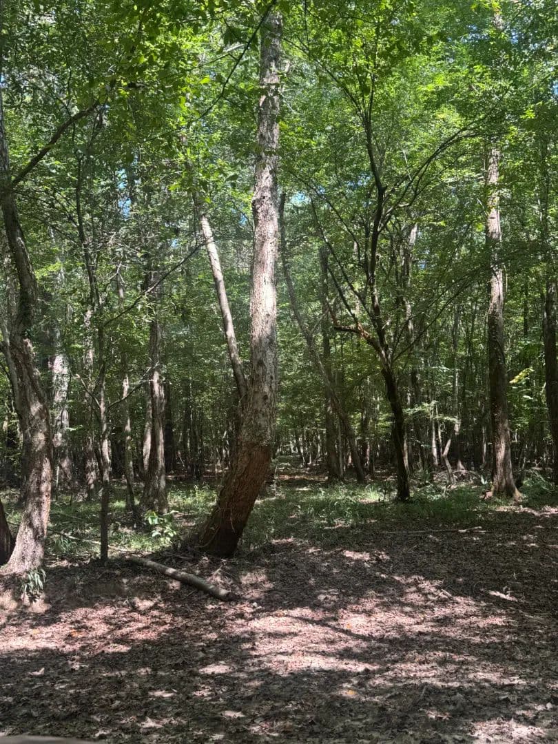 67 Acres in Crenshaw County, AL  - Grady, Alabama, 36036