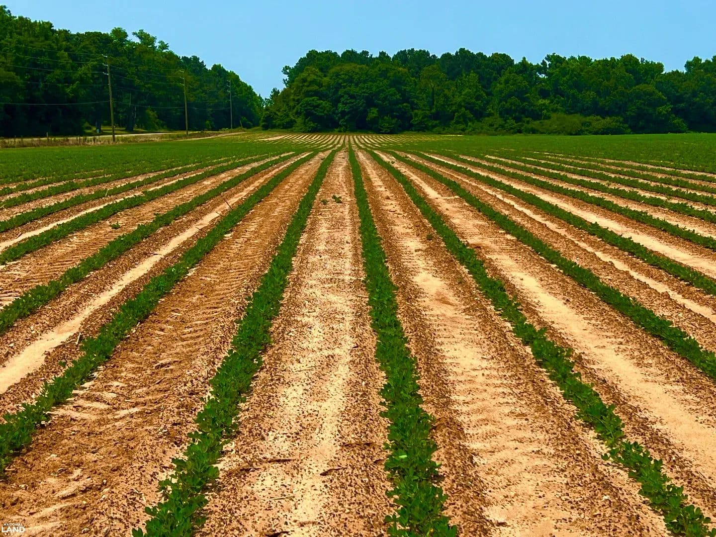 Rocky Creek Farmland and Potential Development - Ashford, Alabama, 36312