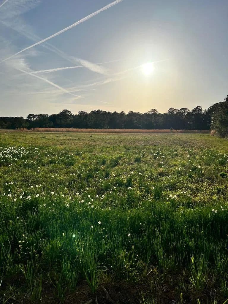 Land -Single Family Acreage in Painter - Painter, Virginia, 23389