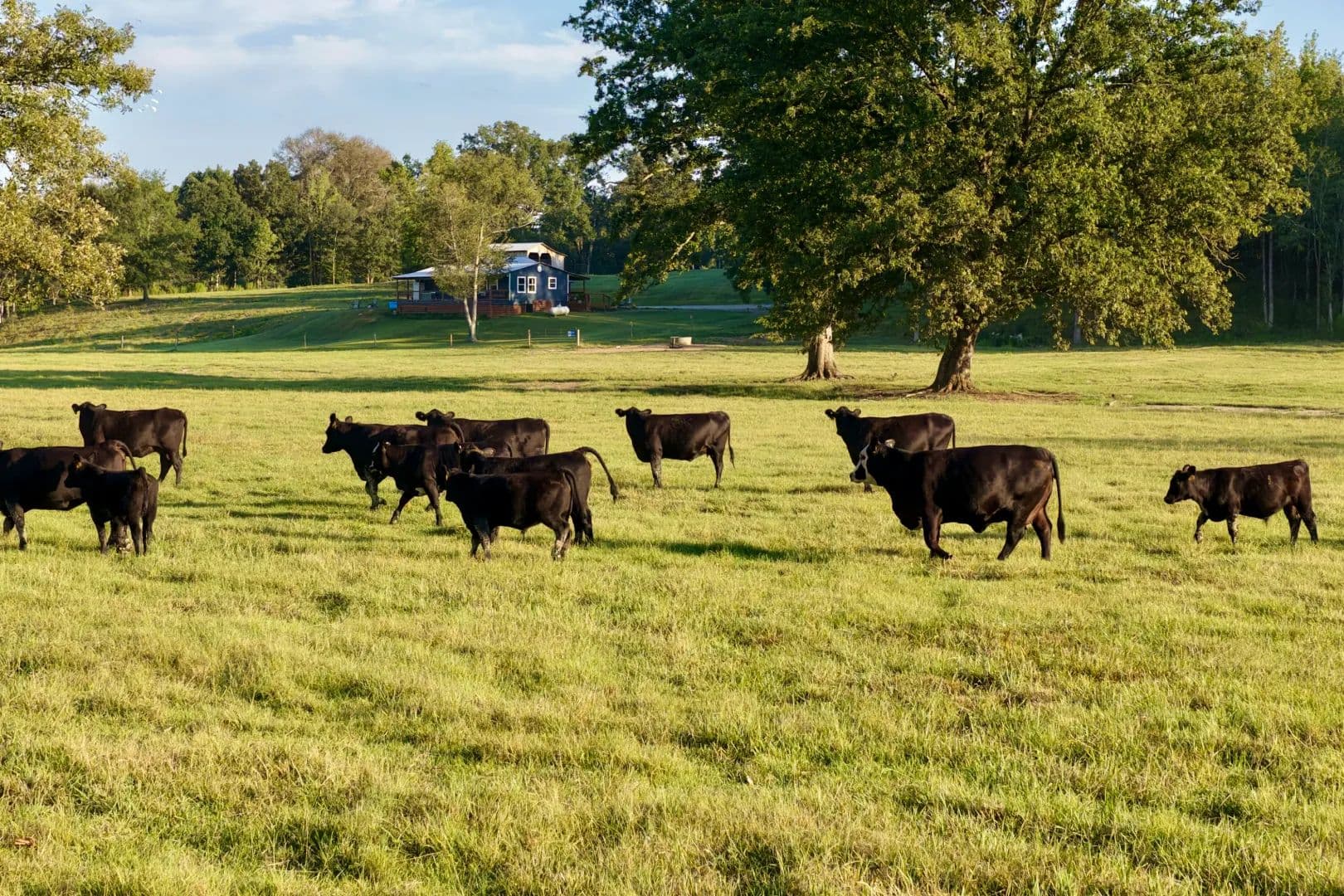 169 Acres with a Home in Choctaw County, MS  - Weir, Mississippi, 39772
