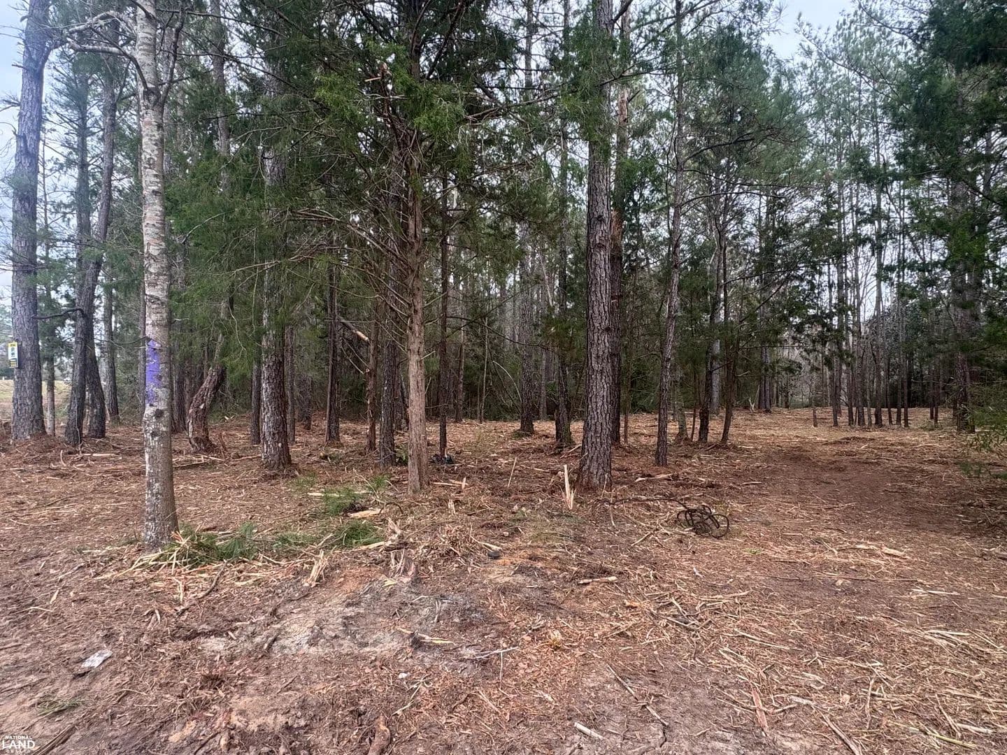 Choctawhatchee River 17 - Daleville, Alabama, 36322