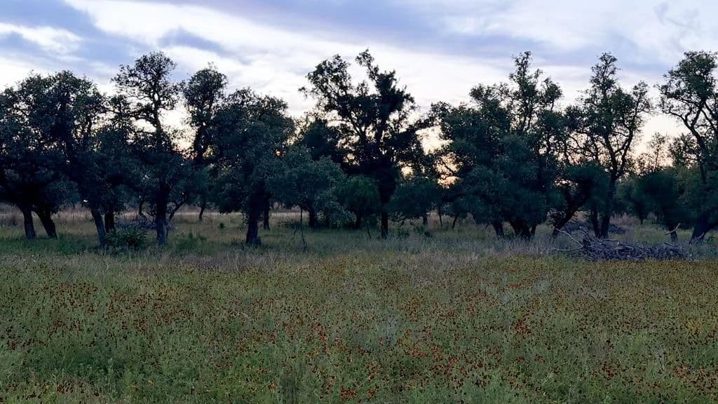 20.43 Acres of Land for Sale in Willow City, Texas - Willow City, Texas, 78675