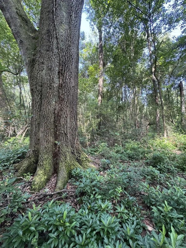 Lots & Land-Other in Thomasville - Thomasville, Georgia, 31792