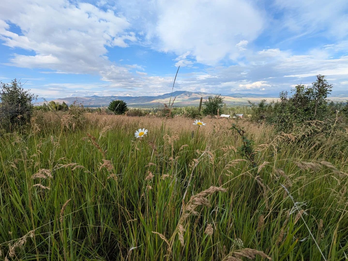 Lots & Land-Other in Florence - Florence, Montana, 59833