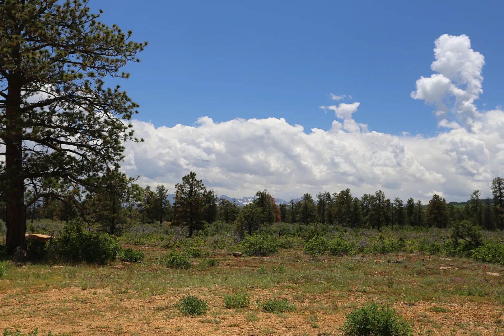 East Delores Creek Ranch - Montrose, Colorado, 81403