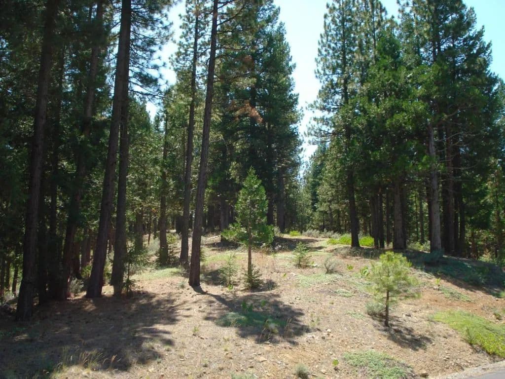 Vacant Land in Portola - Portola, California, 96122
