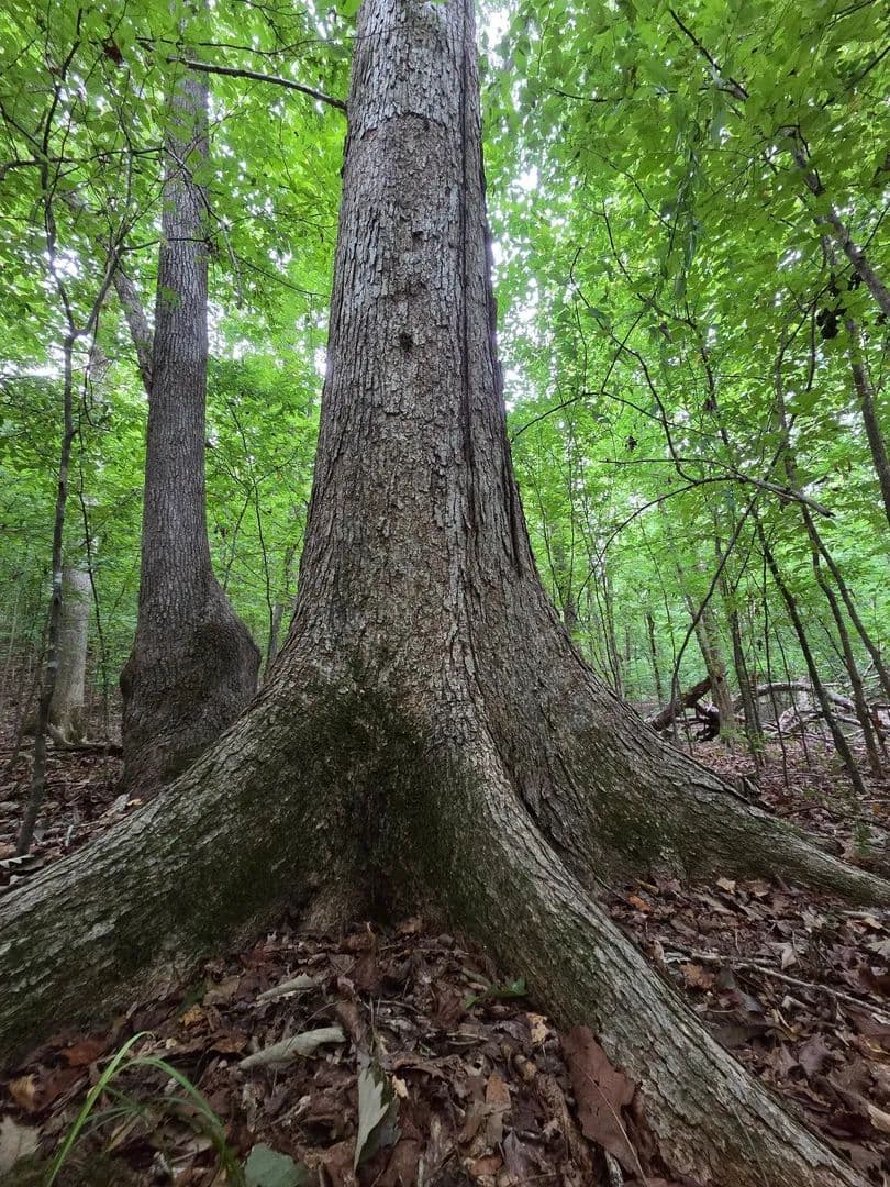 24.16 Acres in Monroe County, GA - Forsyth, Georgia, 31029