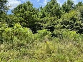 Vacant Land in Pittsburg - Pittsburg, Texas, 75686