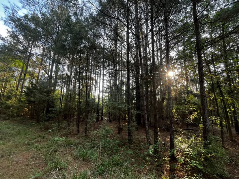 24 Acres in Union Parish, LA 