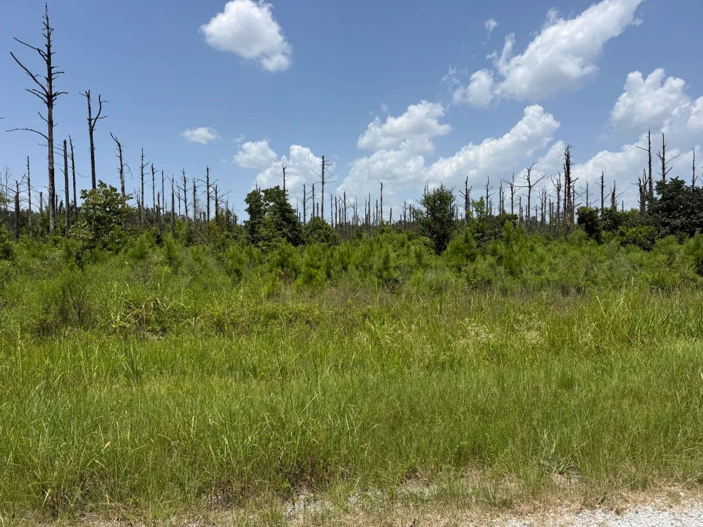 LA - Richland 80 acres +/- - Louisiana, 71269
