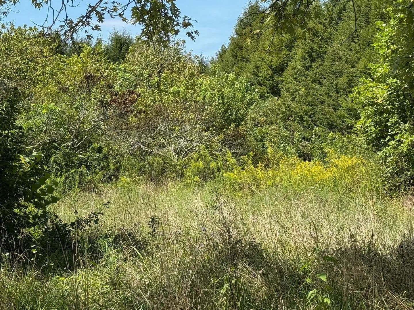 Land -Single Family Acreage in Palmer - Palmer, Tennessee, 37365