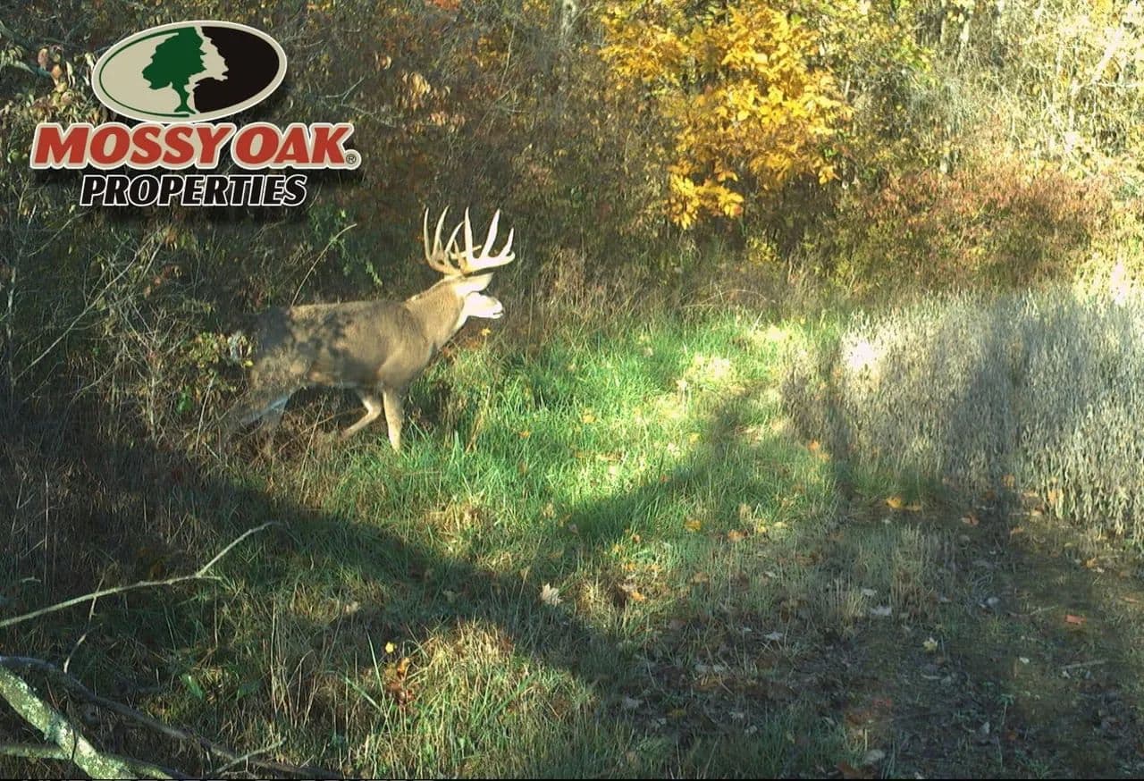 51± Acres for Sale in Albany, IN – Potential Homesite with Hunting Opportunities - Albany, Indiana, 47320