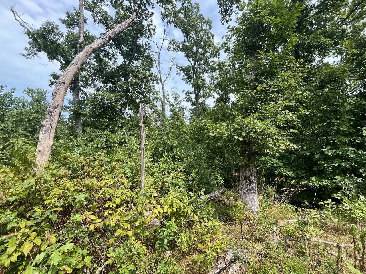 Partridge Retreat - Climax Springs, Missouri, 65324