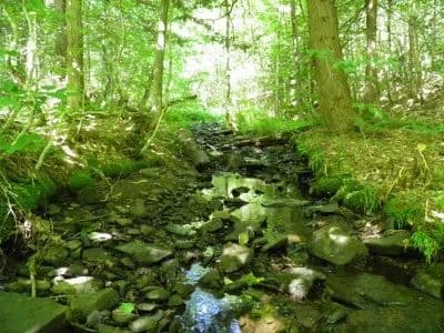 Woodlot on the "Hill"