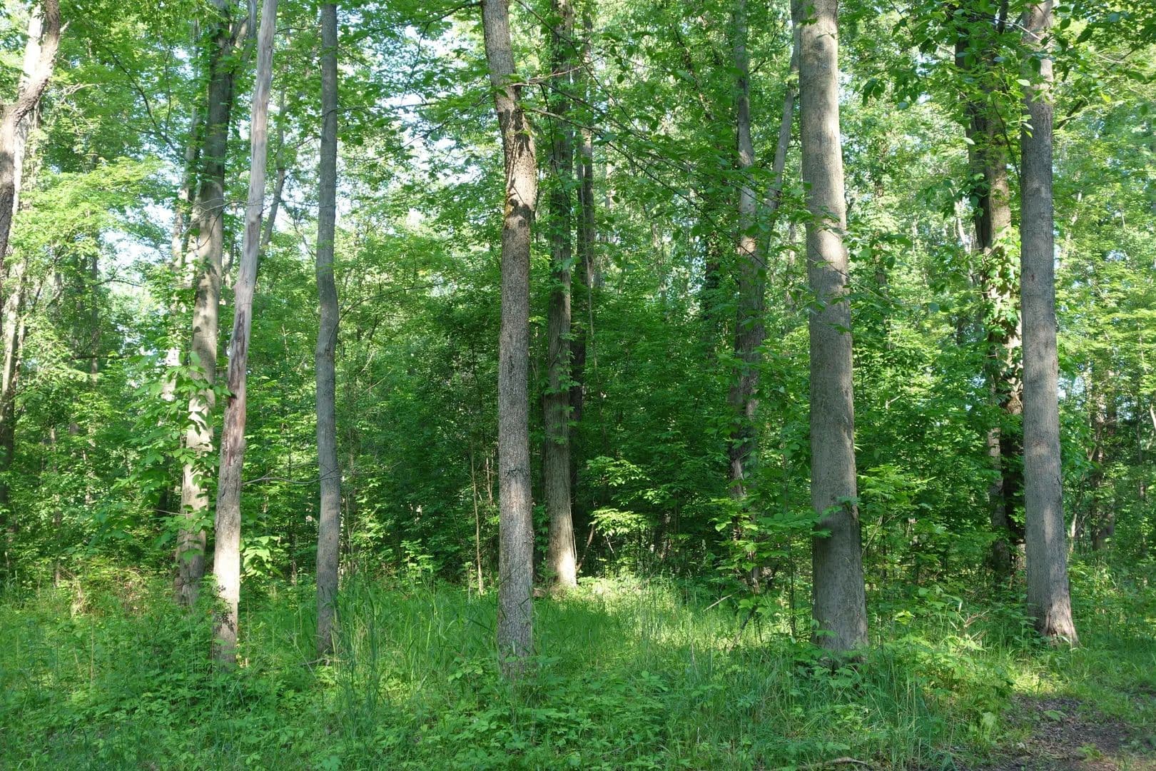 Vacant Land in Ypsilanti - Ypsilanti, Michigan, 48197