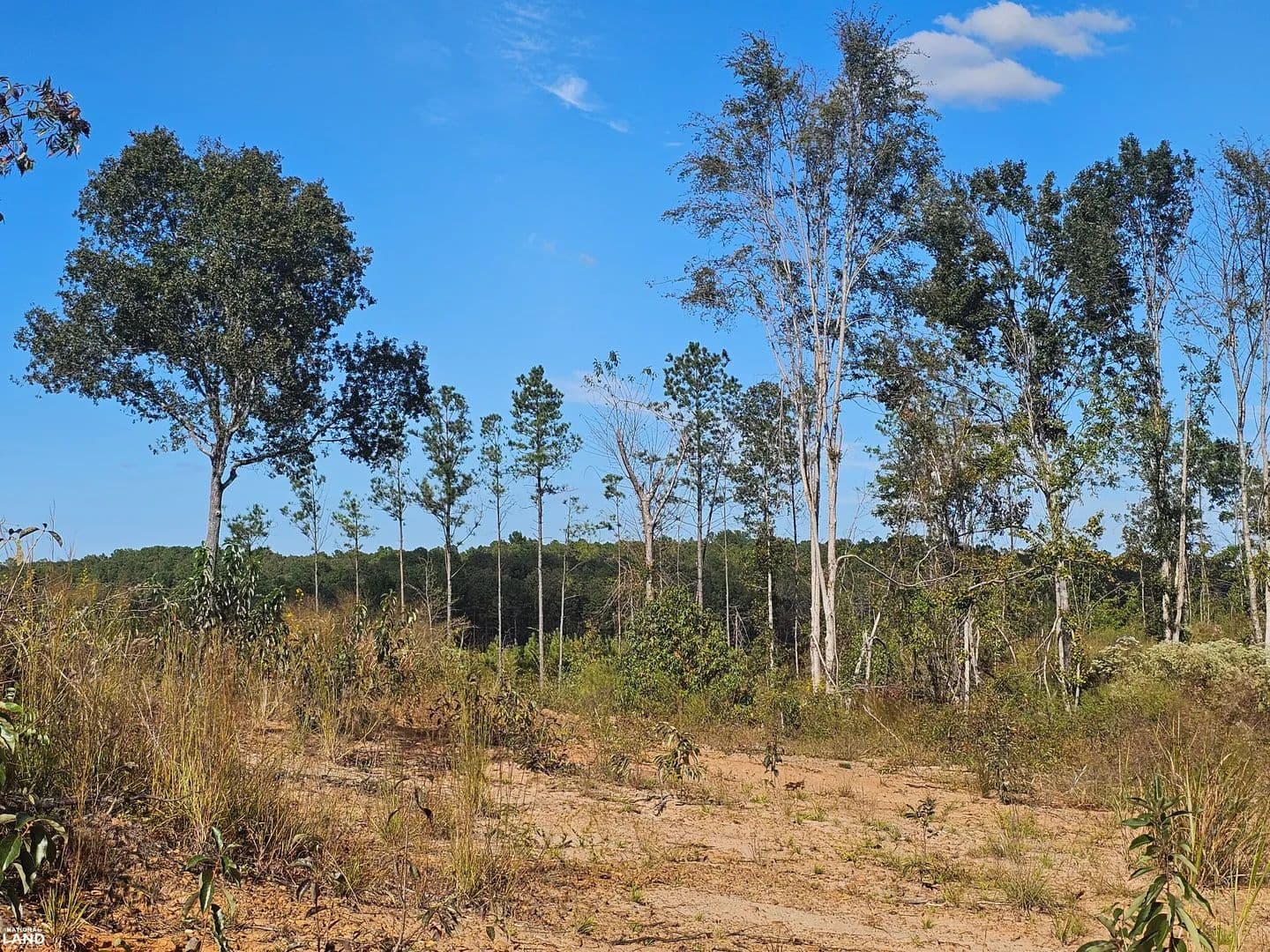 Sulligent Hunting and Recreation Property - Sulligent, Alabama, 35586