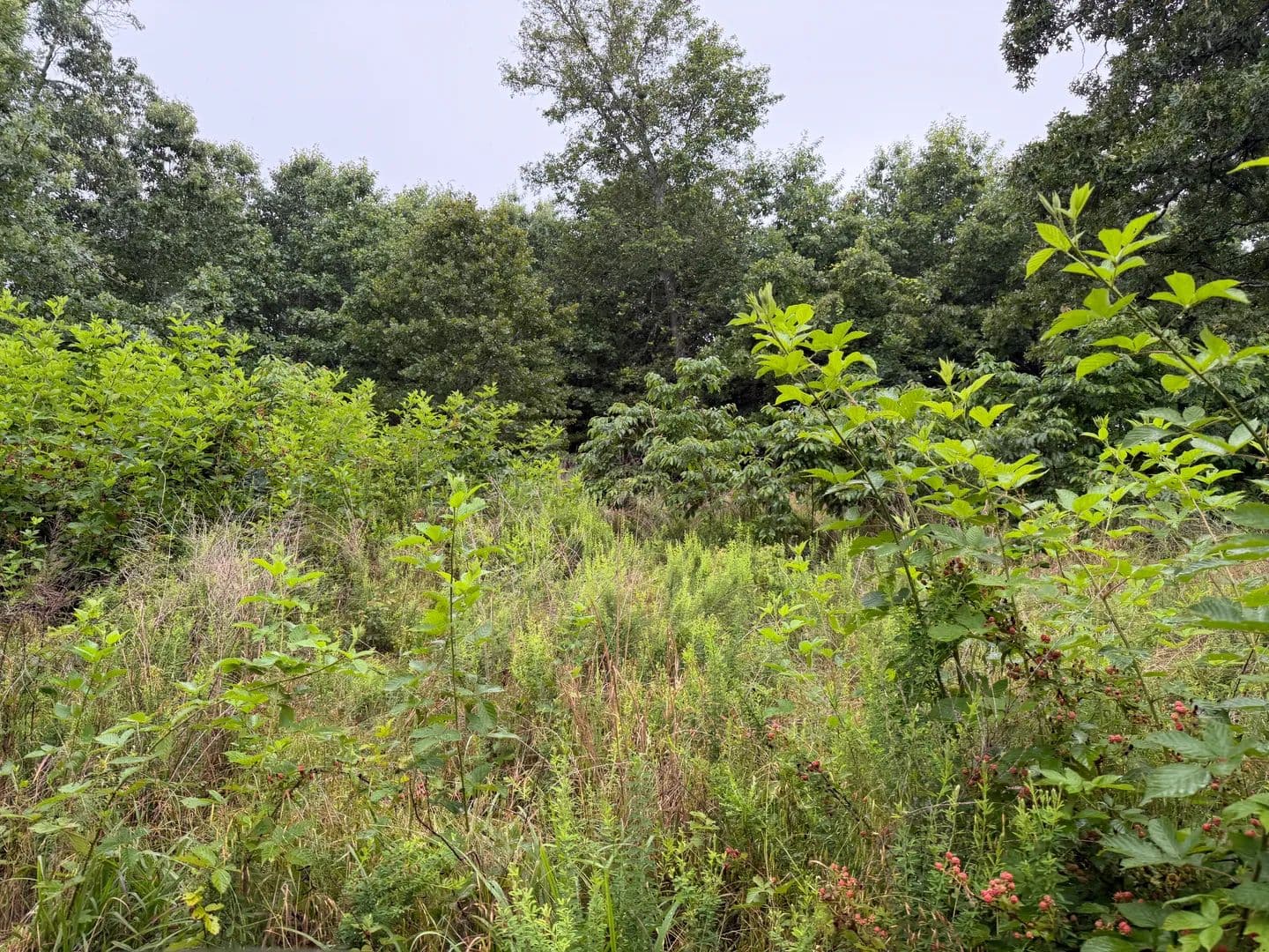 Vacant Land in Harrison - Harrison, Arkansas, 72601