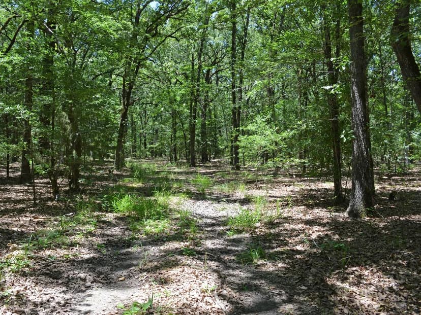 213 ± Acre Velasco Hunting Ranch For Sale, Clardy, TX, Lamar Co